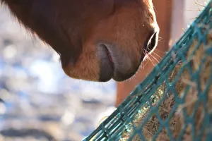 Farm Care Equipment and Supplies