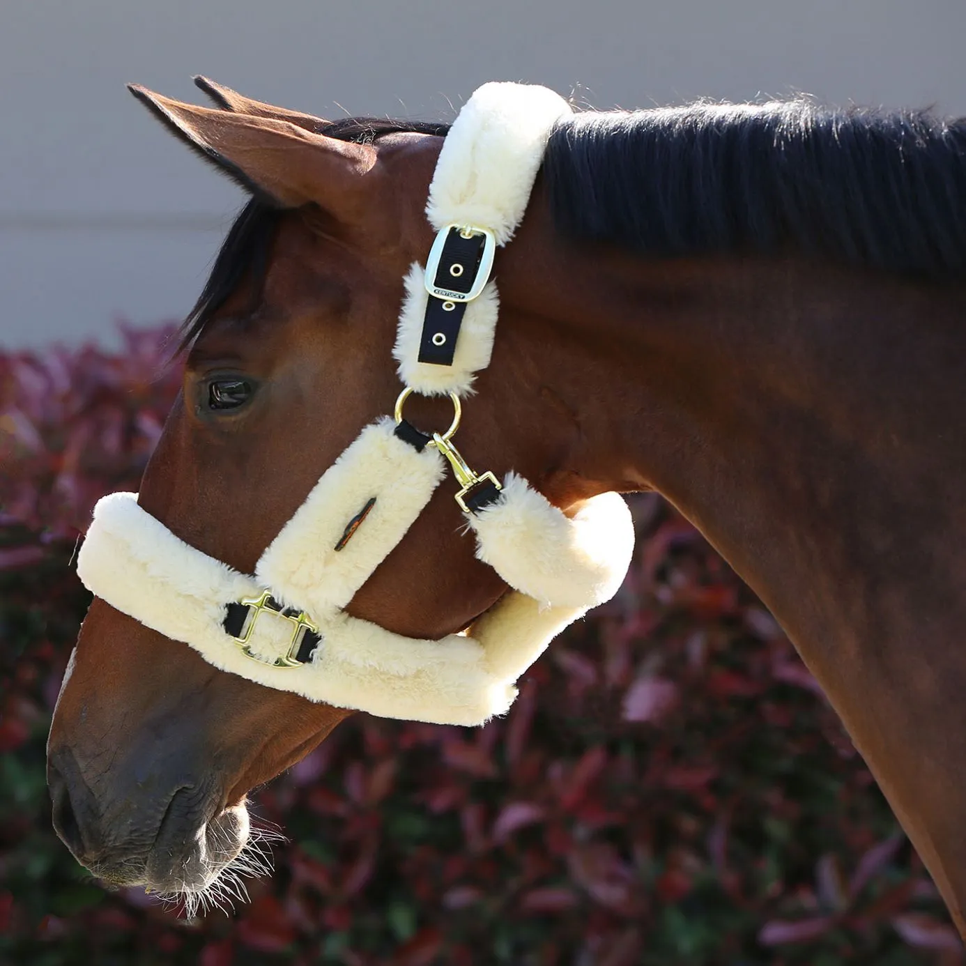 Kentucky Horsewear Sheepskin Headcollar - Natural